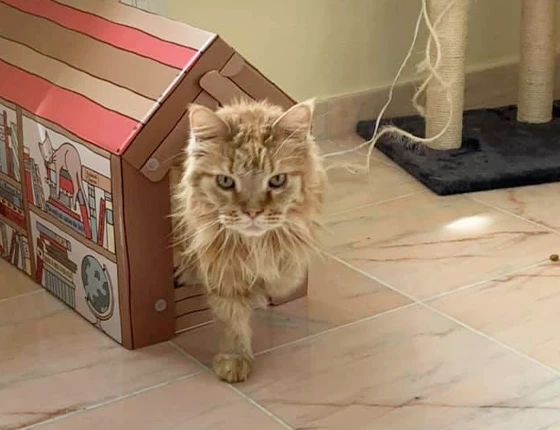 Chat sortant de sa tanière