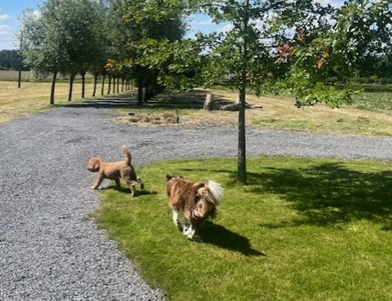 Chiens en extérieur
