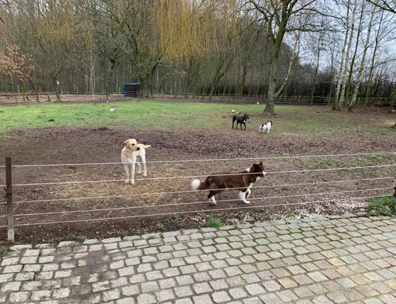 Chiens en extérieur