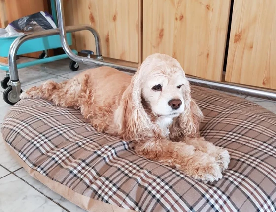 Chien allongé