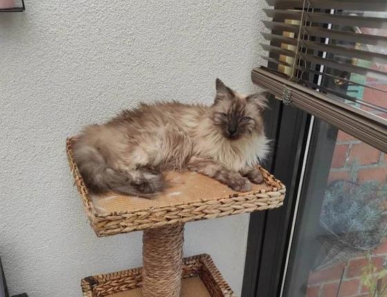 Chat sur son arbre à chat