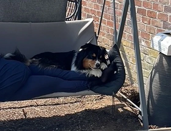 Pension pour chien
